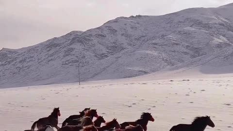 Horses animals wildlife