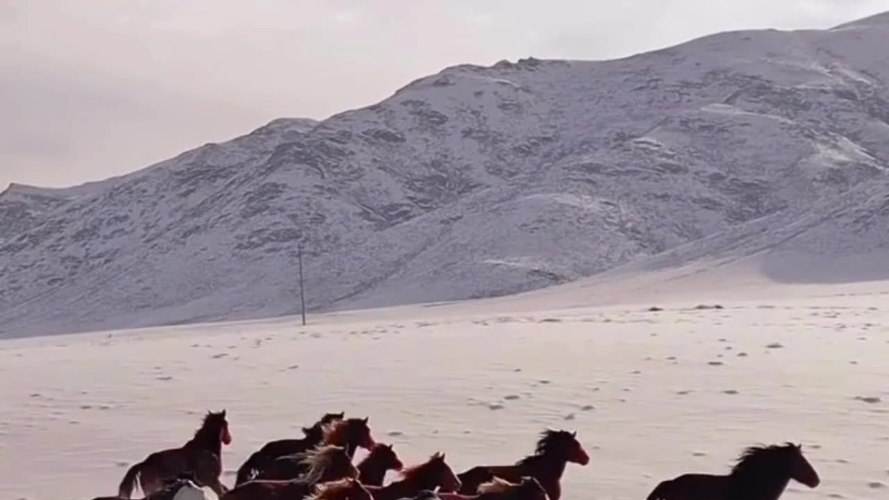 Horses animals wildlife