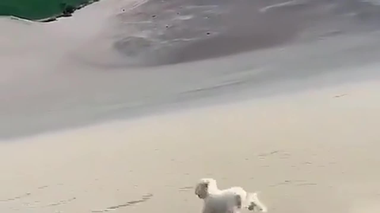 Boarding down a sand dune and dog in pursuit.