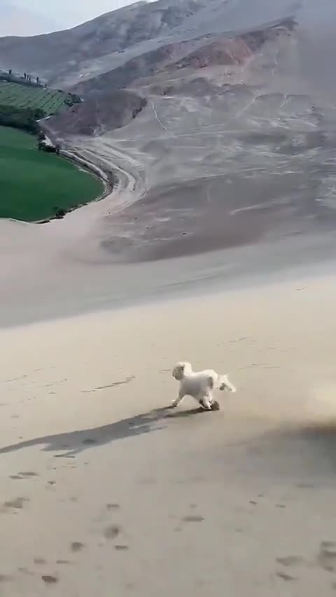 Boarding down a sand dune and dog in pursuit.