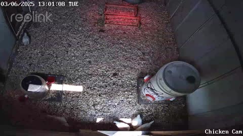 Millar Time Chicken Cam