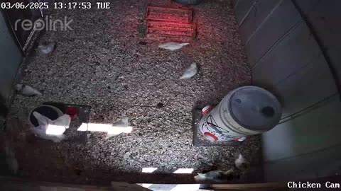 Millar Time Chicken Cam