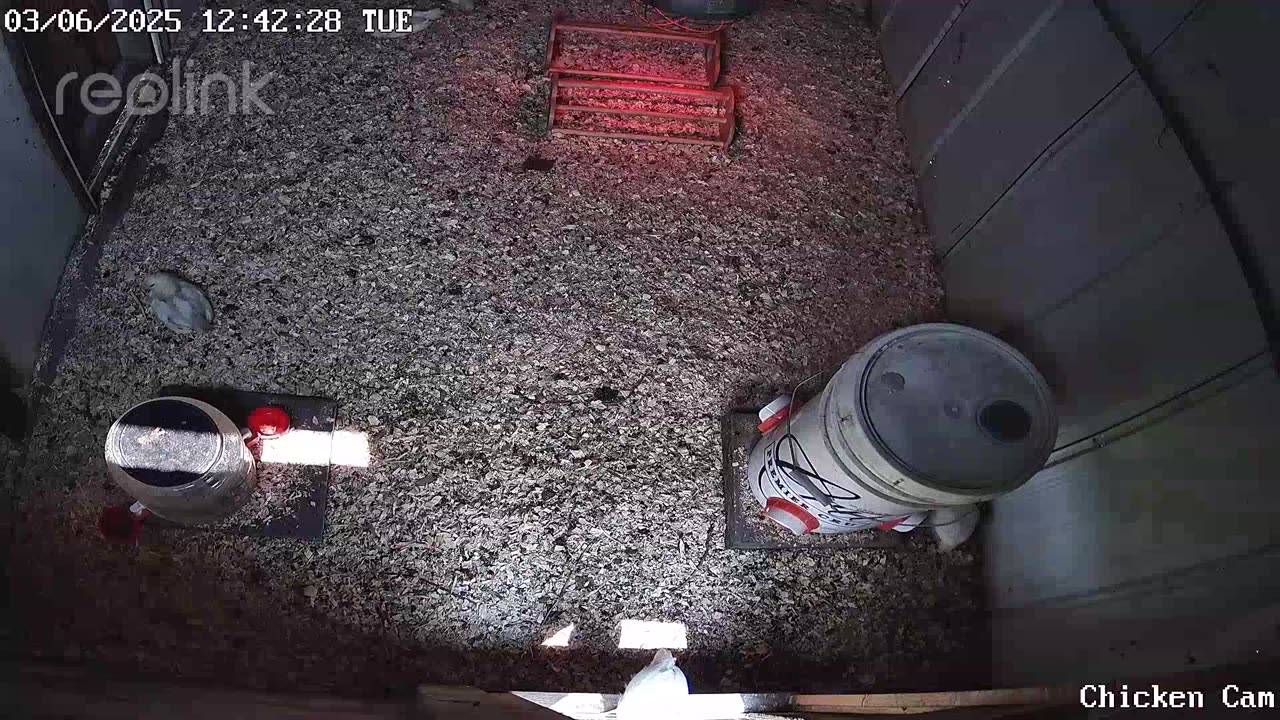 Millar Time Chicken Cam