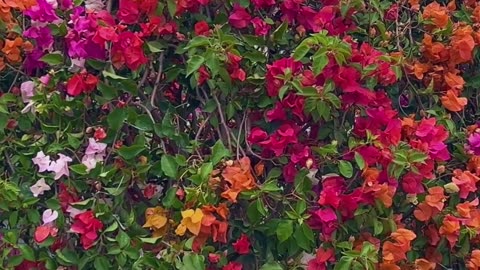 God send love and light to all of the souls here by being compassionate to each other world peace