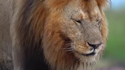 Animals 4