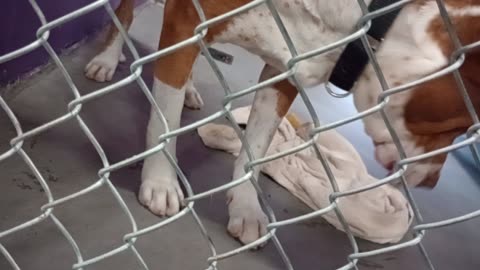 Edelweiss 6y Pet Id 948323 kennel 16 HSSAZ shelter so smooth, it made my heart very happy2025822161