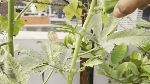 Fresh Okra (Bhindi) Harvest from My Terrace Garden