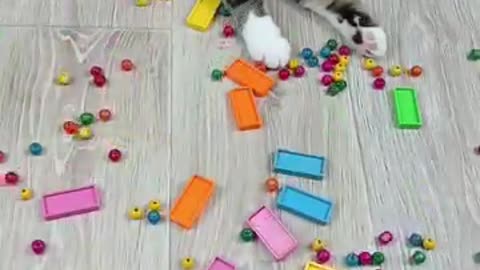 Cat-Barsik-Beads-Domino-Reverse-Video-ca_10