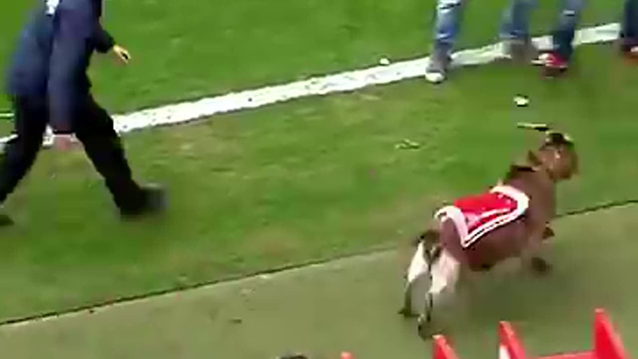 Animals in Football 😂🐫