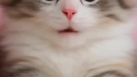 Adorable and funny cat singing APT