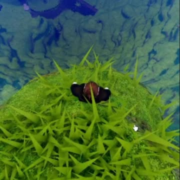 jump from a high mountain, break bones ahaha #roblox #funny #crazy #bones #break