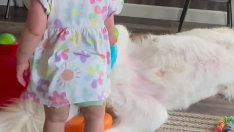 Saint Bernard Unphased by Sister's Shenanigans