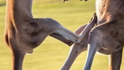 Nice Punch