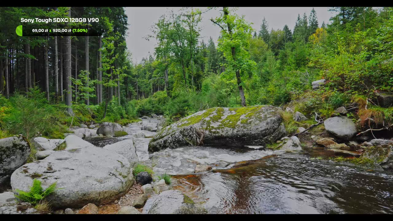 Green Radio: 24/7 Concert of Birds and Nature Sounds