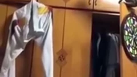 Viral cats and dogs funny videos