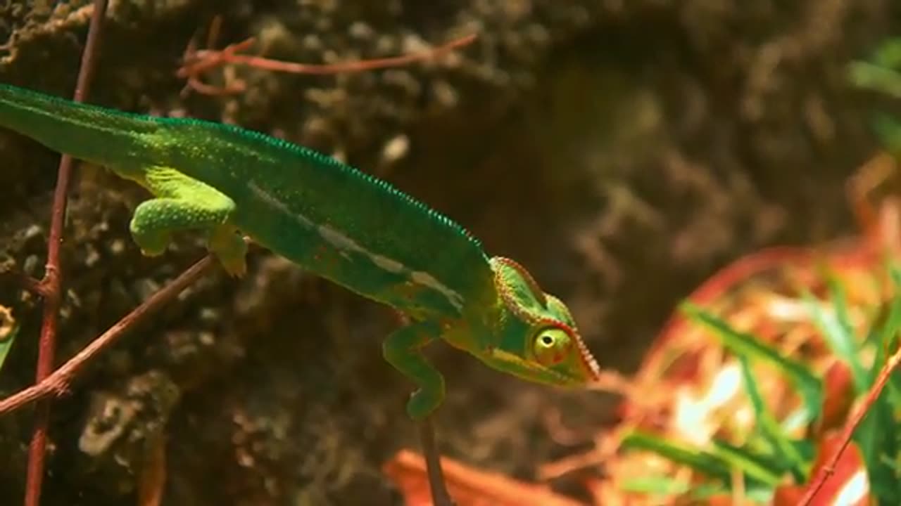 AMAZING DOOBY VISION 4K VIDEO fULL HDR VIDEO 💫🐥
