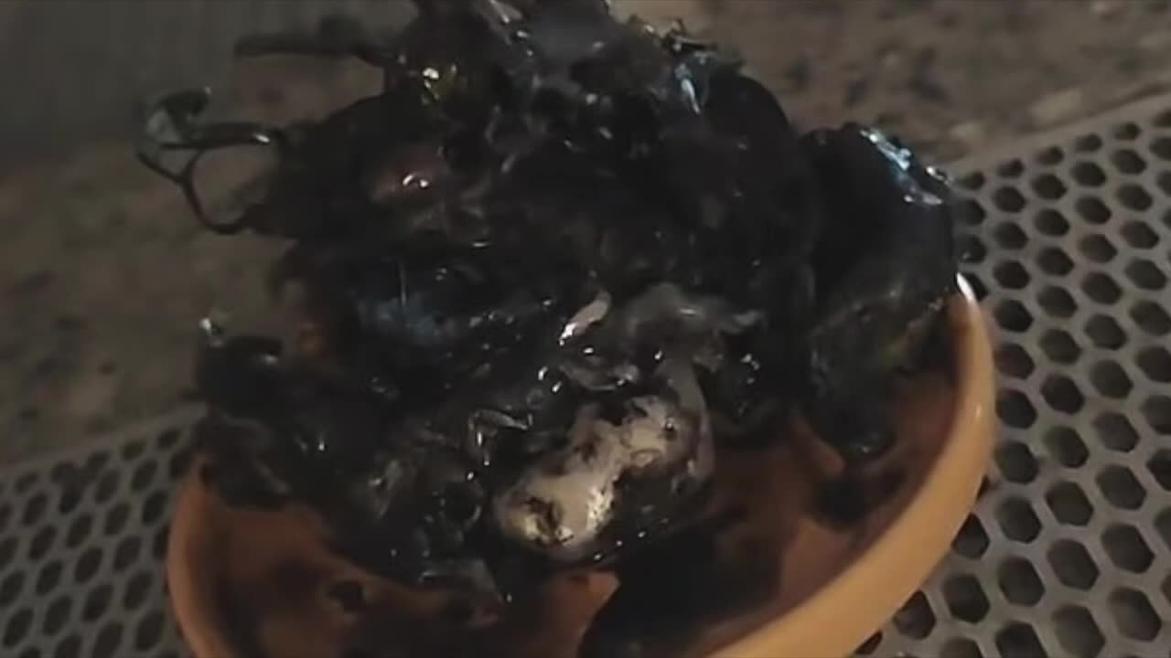 Man Gives Chilling Update On The Alien Entity He Found Inside A Crashed Meteorite In Panama