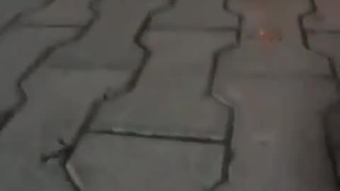 Snail at Night