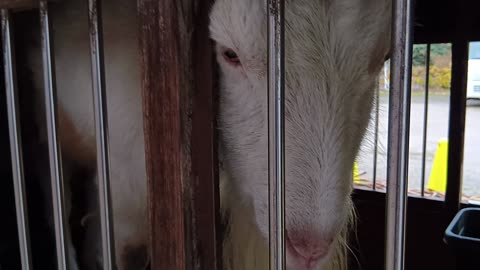 雨の日の山羊小屋にいる山羊さん