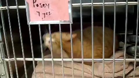 Posey cat poseying for the camera! So bnkywuv pawses to take a video of this cute critter!