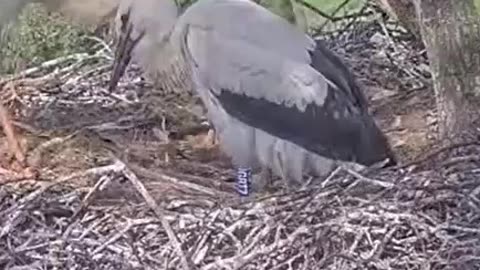 Young stork is training its wings 👍👍👏 - Knepp (UK)