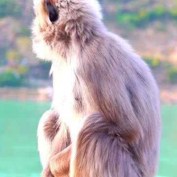 Namast’ay Right Here 🐒🌿 | Sounds of Nature