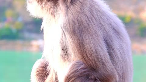 Namast’ay Right Here 🐒🌿 | Sounds of Nature