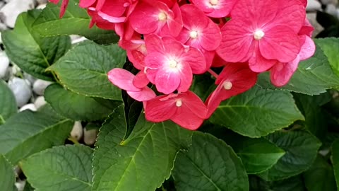 All beautiful summer flowers in 2025