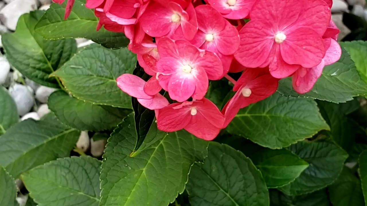 All beautiful summer flowers in 2025