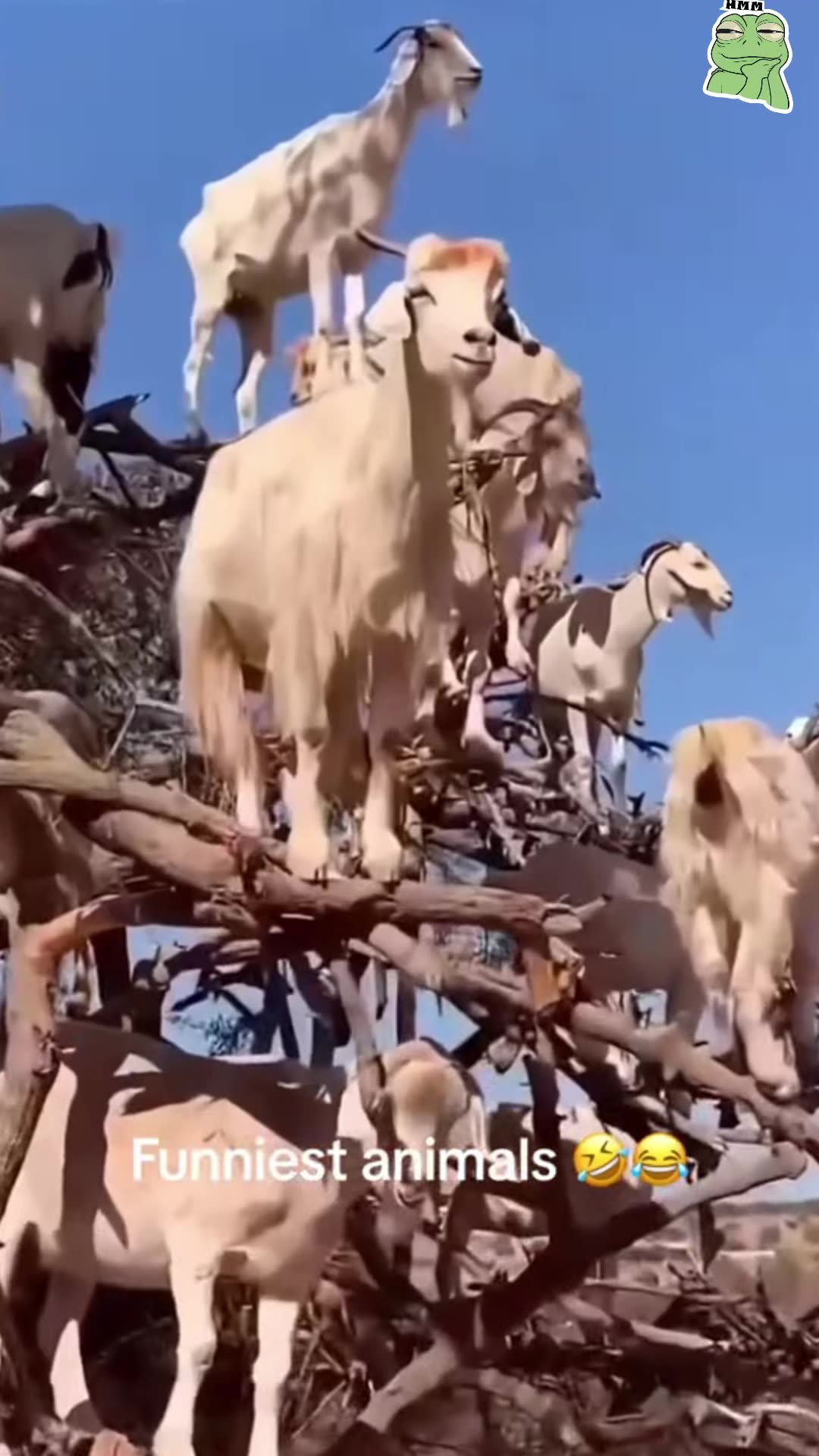 That noise sent me 😭🐾 😂