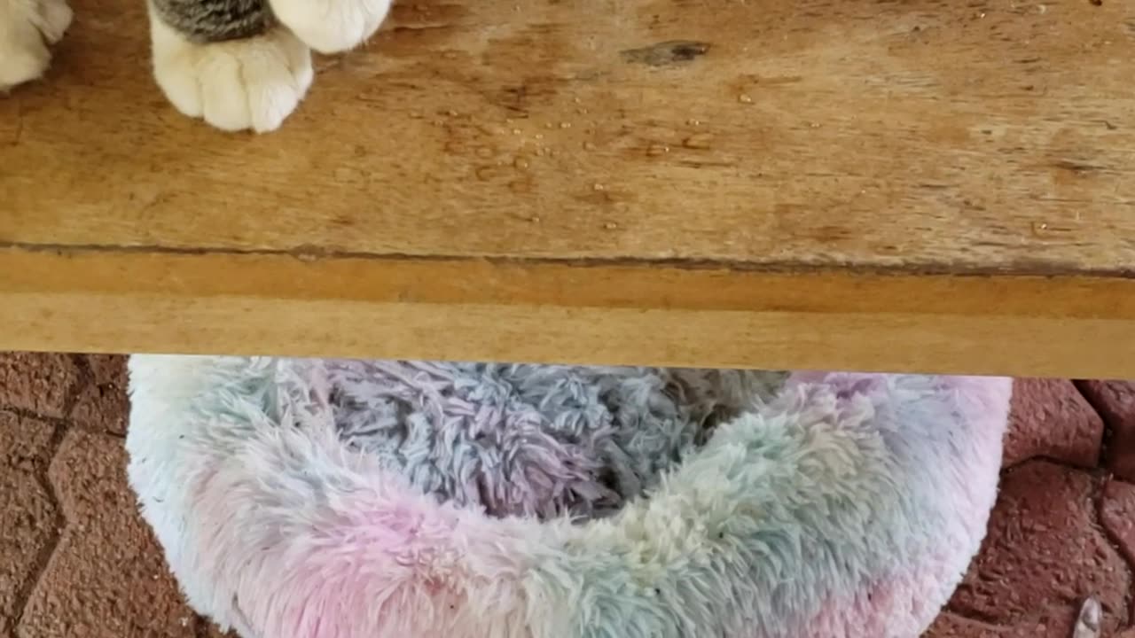 Grey Cat got beat up again