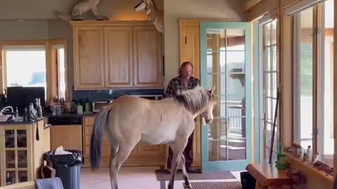 Horses and Firearms Fun