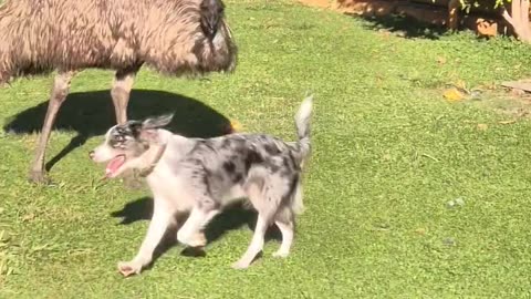Border Collie Plays With Emu