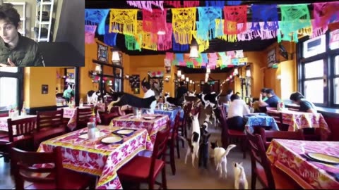 Over 20 Cats Roam Around A Mexican Restaurant Fake Funny Parody Video With Live Commentary
