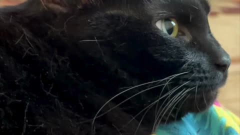 Cute Precious Piper Looks So Comfy - My Adopted Shelter Cat Vlog. #shorts