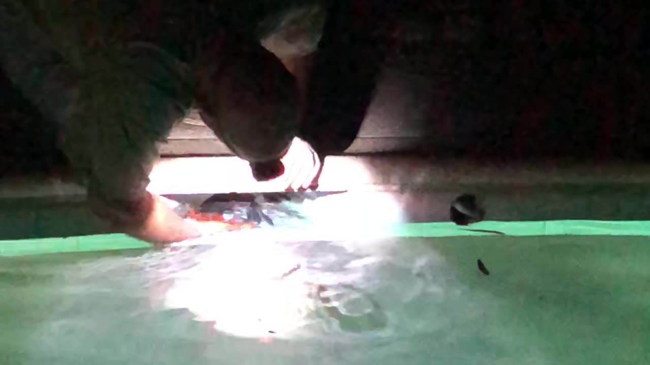 Rescue of a Bluebird stuck in our pool filter