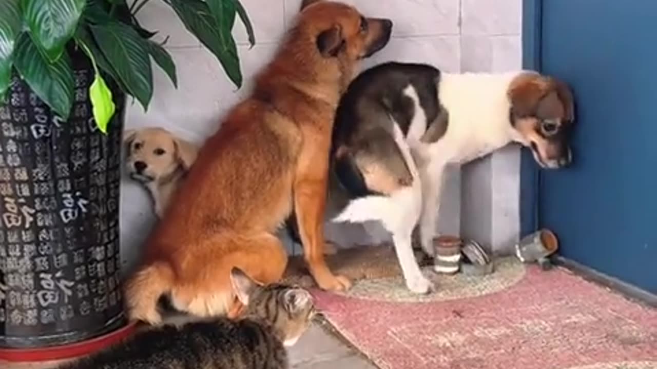 😹😹 That Darn Cat is Up to Its Old Tricks Again! | FunFM
