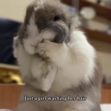 Funny Bunny