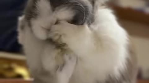 Funny Bunny