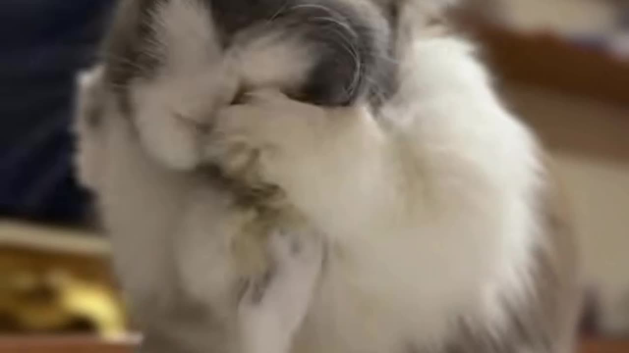 Funny Bunny