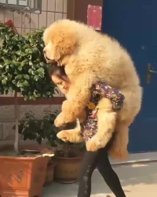 Taking my small pet out for a walk