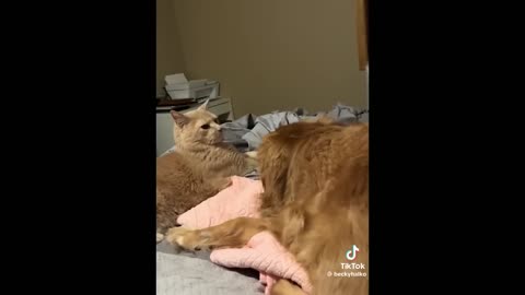 1 Hr Funny Cats Video Compilation