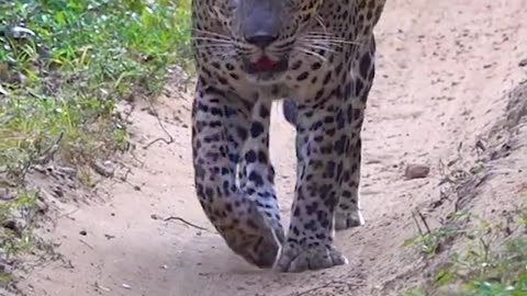 Sri Lankan Leopard