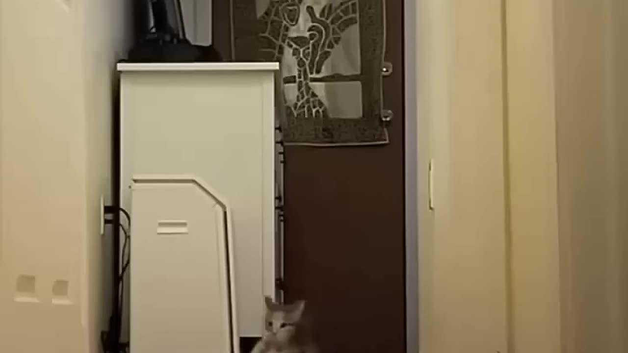 Cat drifting 🏎️