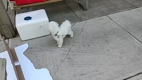 Ozzie and a small, fluffy dog