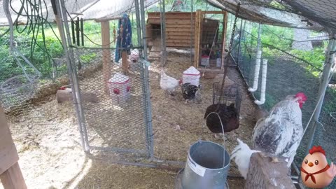 Chicken Live Stream
