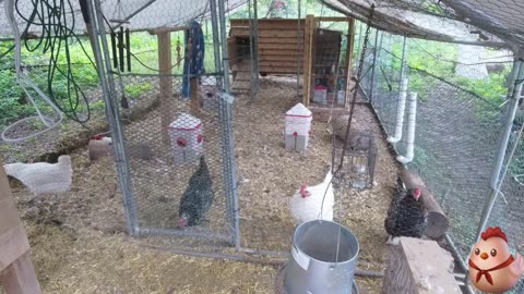 Chicken Live Stream
