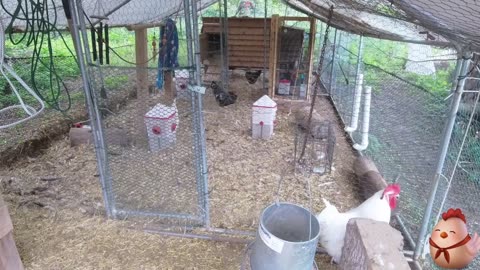 Chicken Live Stream