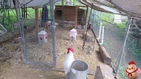 Chicken Live Stream