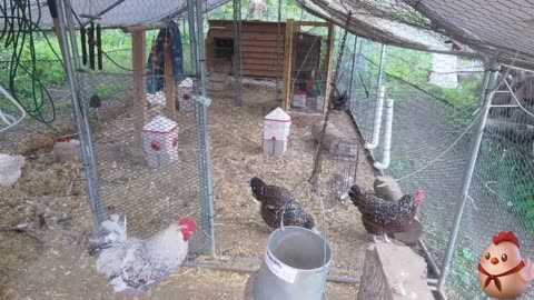 Chicken Live Stream